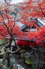 森林的舞会游戏下载-森林的舞会，一场梦幻般的冒险之旅